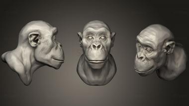 3D model Chimpanzee (STL)